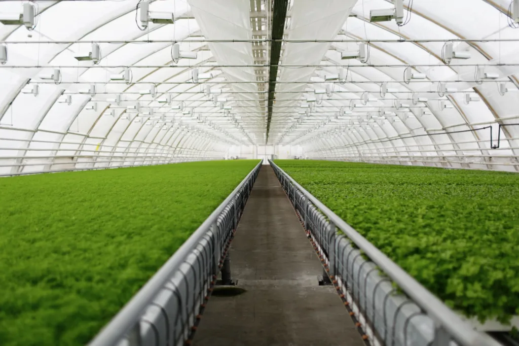 IoT-based smart greenhouses